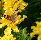 Painted Lady - Butterfly