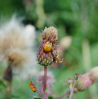 Harlequin Ladybird