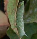 Eyed Hawk Moth Caterpillar