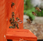 Honeybee entering the hive