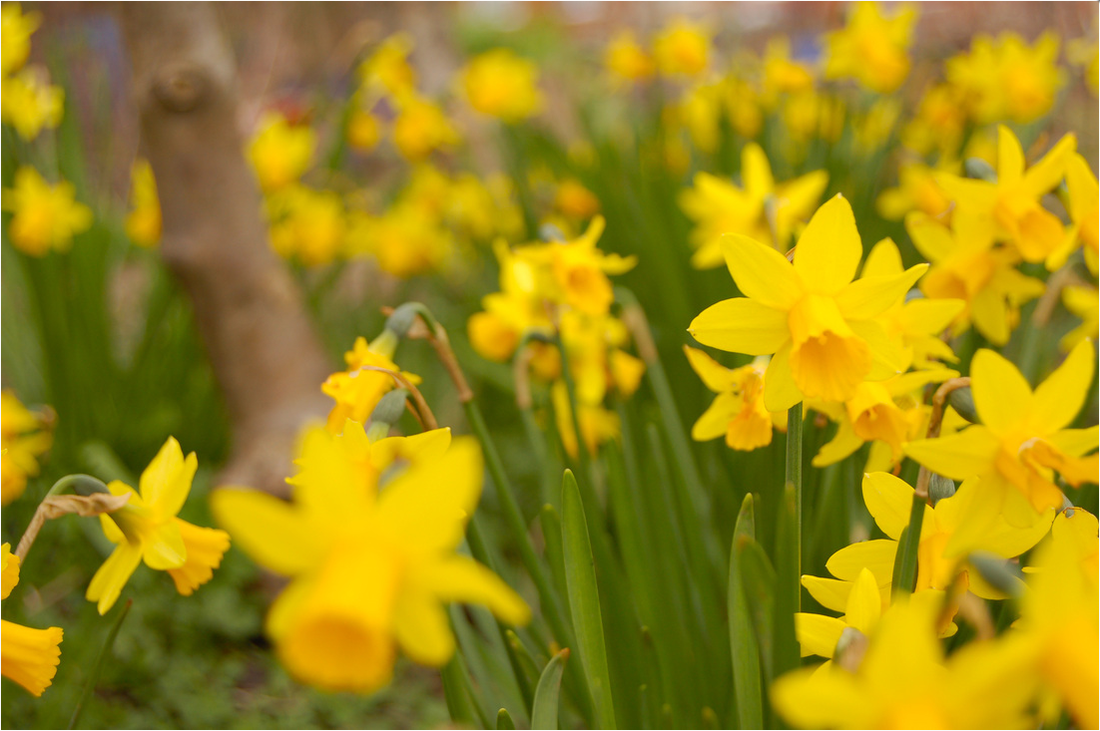 Field of daffodils