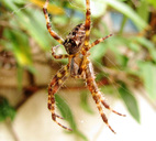 UK Garden Spider