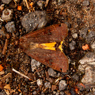 Light Orange Underwing Moth