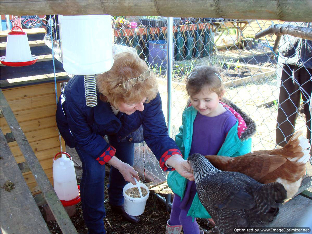 Joan (Plot No.3) and Evie feeding the hens at Wharncliffe Allotments