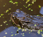 Common Frog sitting in pond water