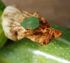 Hawthorn Shield Bug Acanthosoma Haemorrhoidale